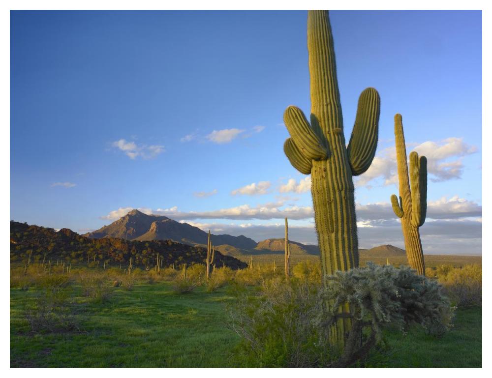 Saguaro and Teddybear Cholla, Picacho Peak State Park, Arizona-Paper Art-50"x38"