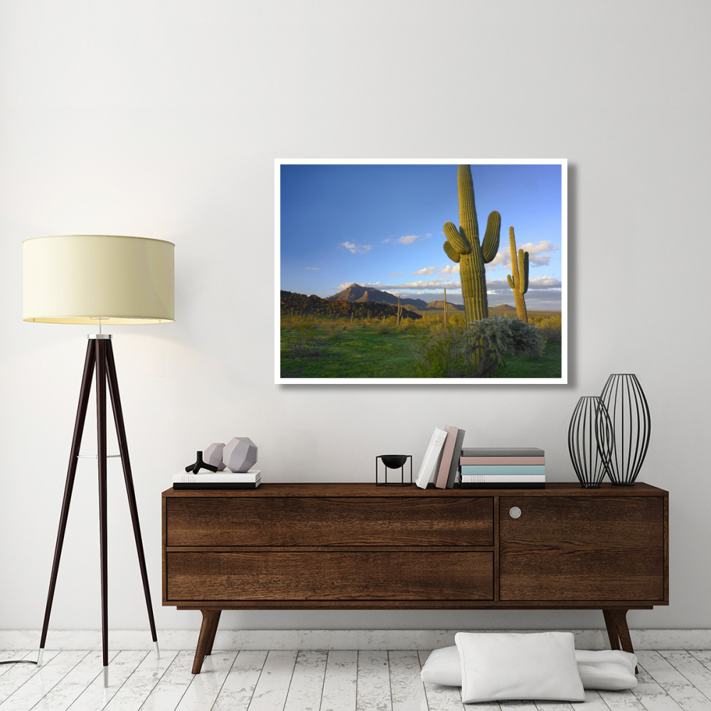 Saguaro and Teddybear Cholla, Picacho Peak State Park, Arizona-Paper Art-50&quotx38"