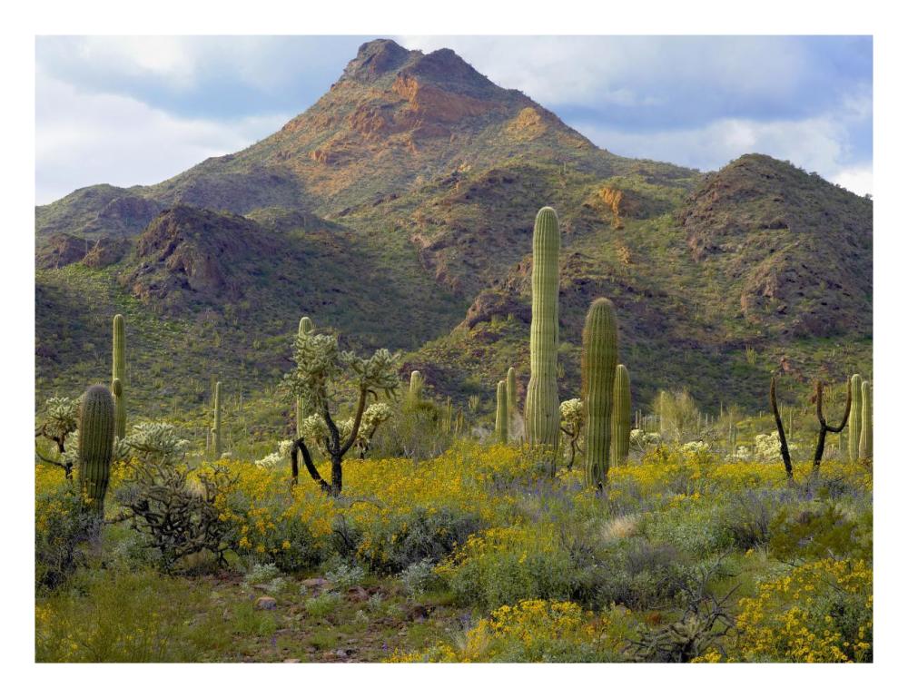 Saguaro and Teddybear Cholla amid flowering Lupine and California Brittlebush-Paper Art-26"x20"