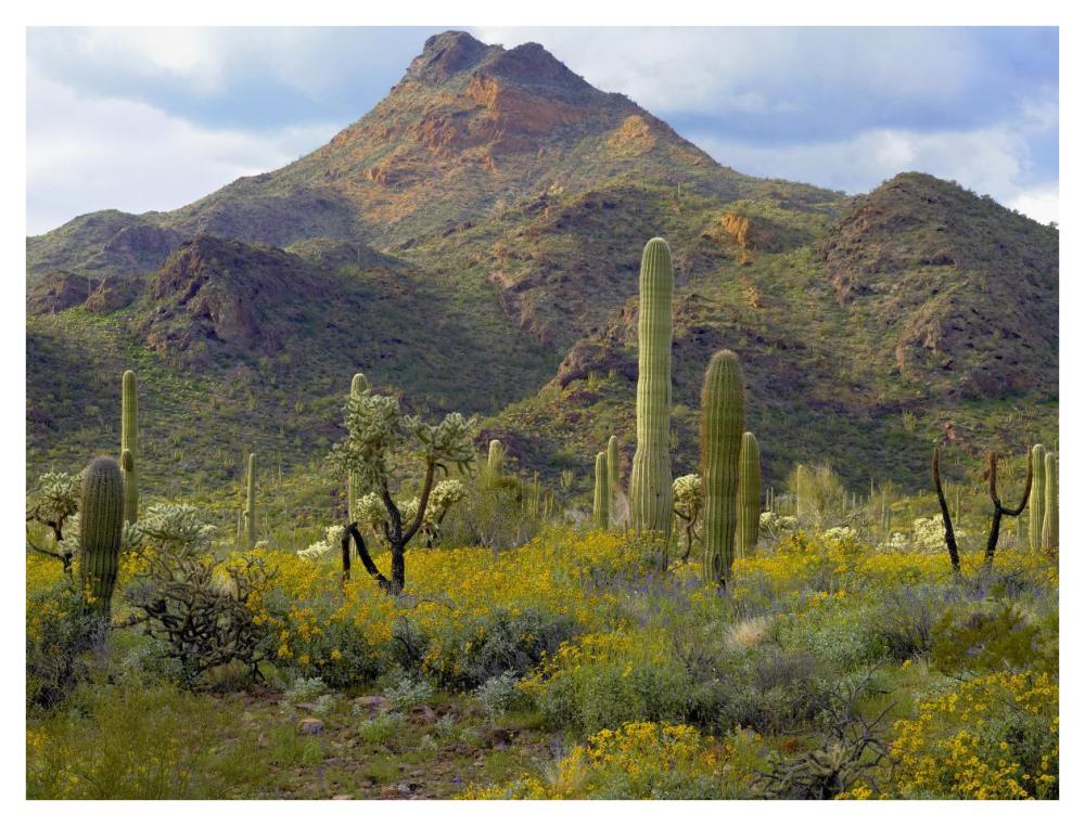 Saguaro and Teddybear Cholla amid flowering Lupine and California Brittlebush-Paper Art-42"x32"