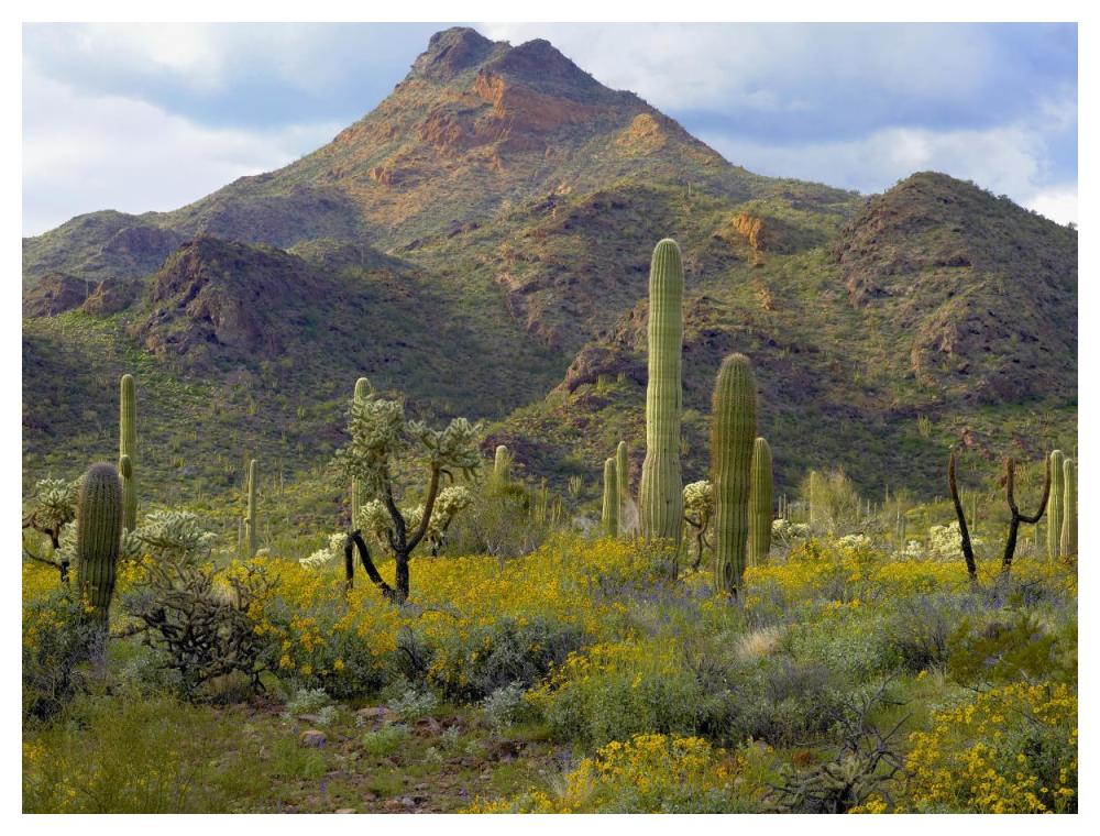 Saguaro and Teddybear Cholla amid flowering Lupine and California Brittlebush-Paper Art-50"x38"