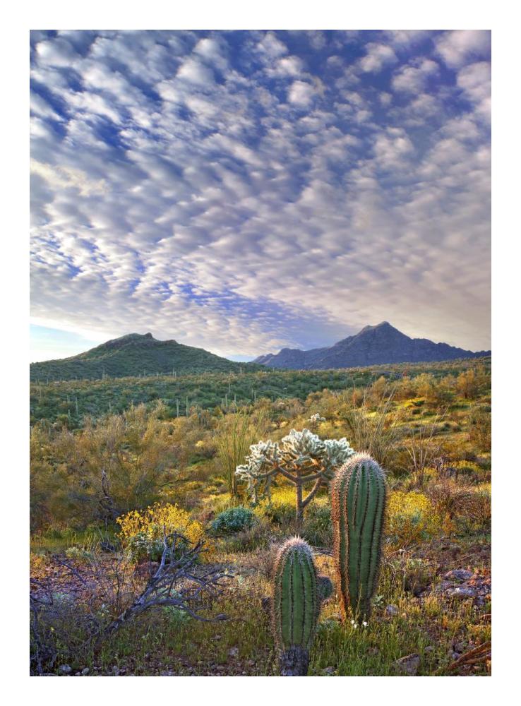 Saguaro and Teddybear Cholla amid flowering Lupine and California Brittlebush-Paper Art-17.62"x24"