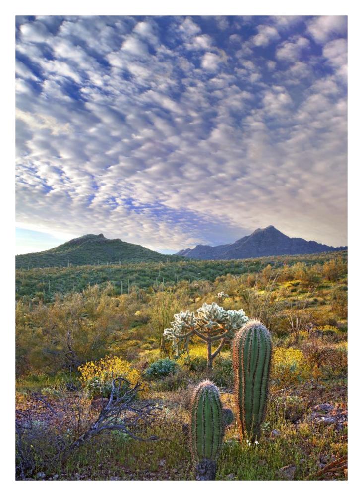 Saguaro and Teddybear Cholla amid flowering Lupine and California Brittlebush-Paper Art-23.3"x32"