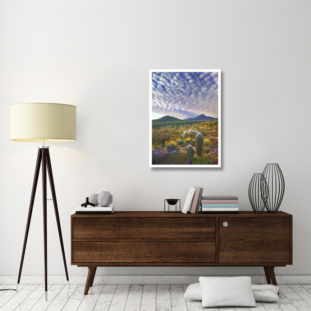Saguaro and Teddybear Cholla amid flowering Lupine and California Brittlebush-Paper Art-27.56&quotx38"