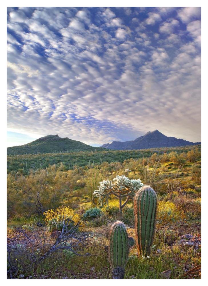 Saguaro and Teddybear Cholla amid flowering Lupine and California Brittlebush-Paper Art-30.4"x42"