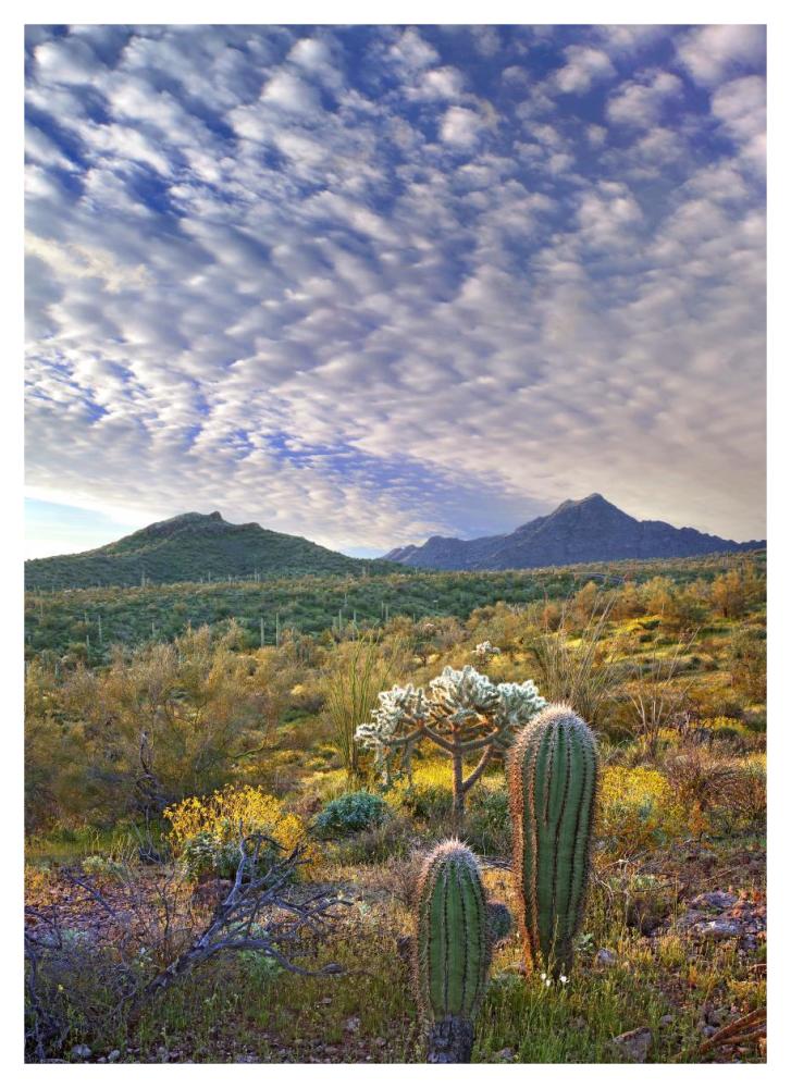 Saguaro and Teddybear Cholla amid flowering Lupine and California Brittlebush-Paper Art-33.24"x46"