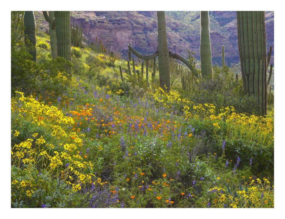 Saguaro amid flowering Lupine, Organ Pipe Cactus National Monument, Arizona-Paper Art-26"x20"