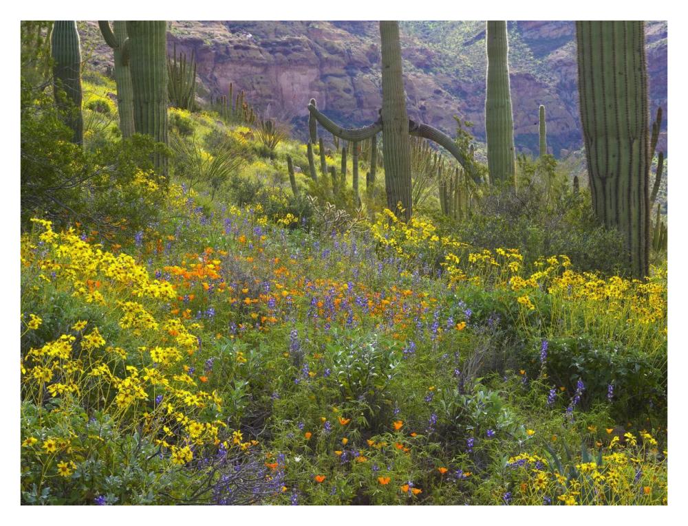 Saguaro amid flowering Lupine, Organ Pipe Cactus National Monument, Arizona-Paper Art-34"x26"