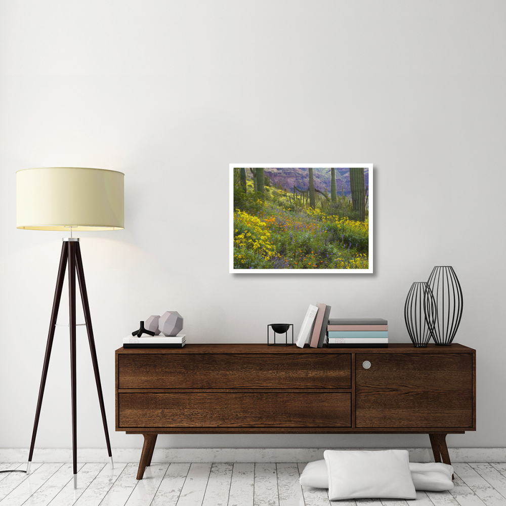Saguaro amid flowering Lupine, Organ Pipe Cactus National Monument, Arizona-Paper Art-34&quotx26"