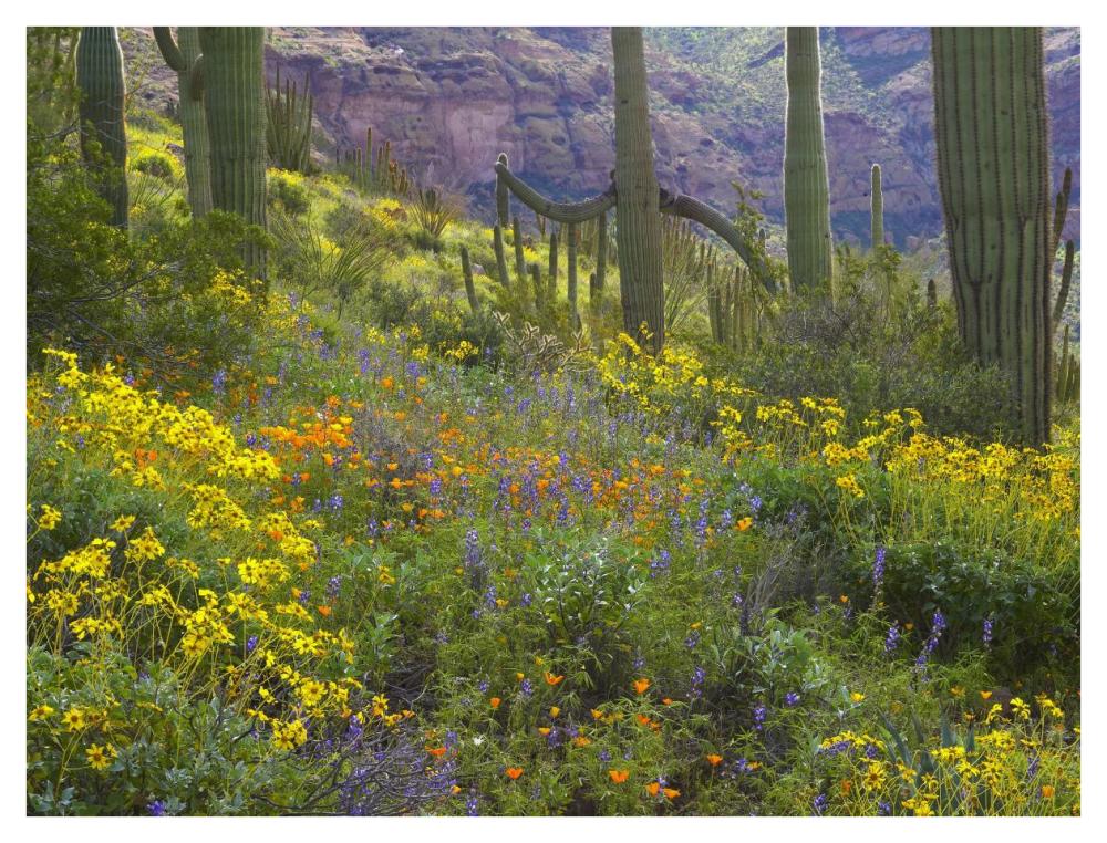 Saguaro amid flowering Lupine, Organ Pipe Cactus National Monument, Arizona-Paper Art-42"x32"