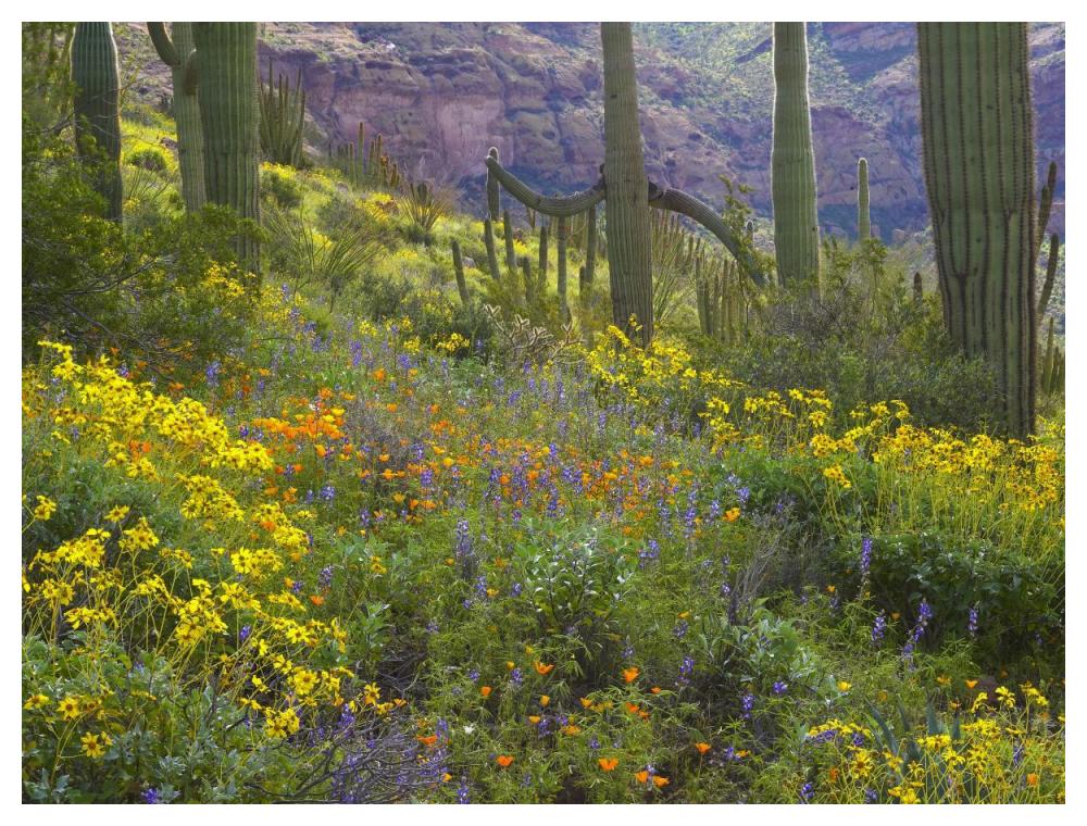 Saguaro amid flowering Lupine, Organ Pipe Cactus National Monument, Arizona-Paper Art-50"x38"