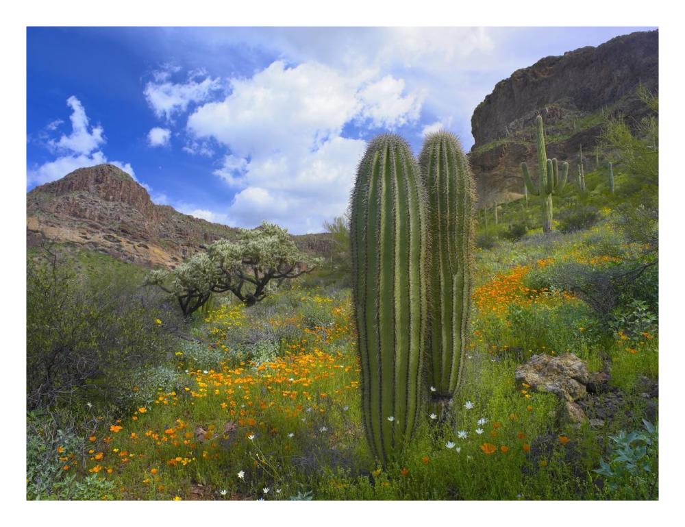 Saguaro amid flowering Lupine, Organ Pipe Cactus National Monument, Arizona-Paper Art-26"x20"