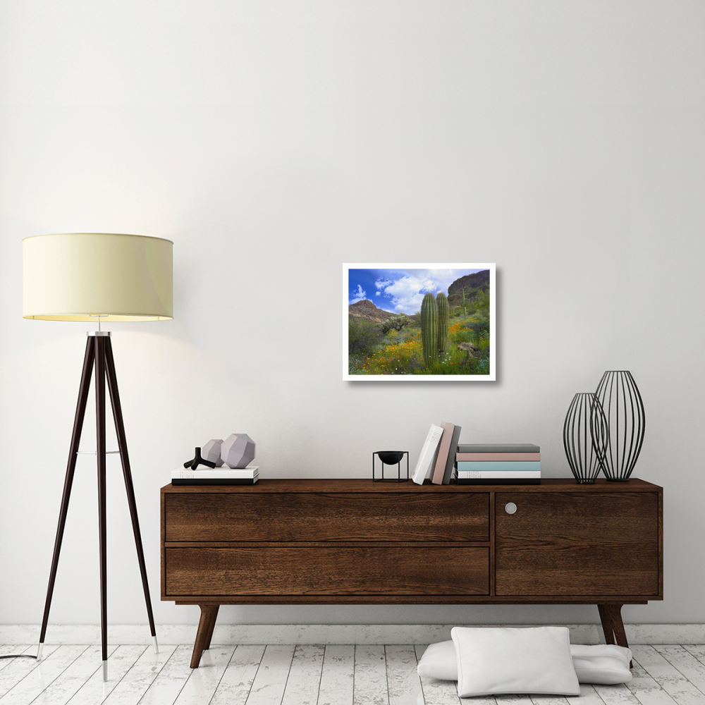 Saguaro amid flowering Lupine, Organ Pipe Cactus National Monument, Arizona-Paper Art-26&quotx20"