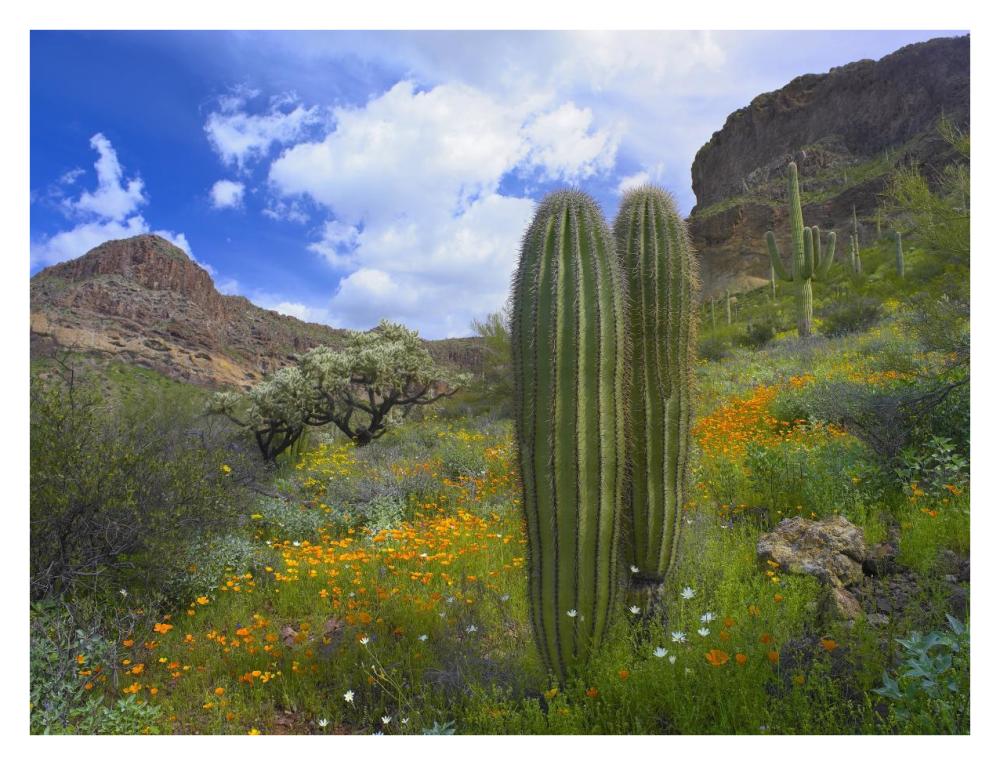 Saguaro amid flowering Lupine, Organ Pipe Cactus National Monument, Arizona-Paper Art-34"x26"