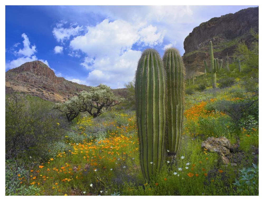 Saguaro amid flowering Lupine, Organ Pipe Cactus National Monument, Arizona-Paper Art-50"x38"