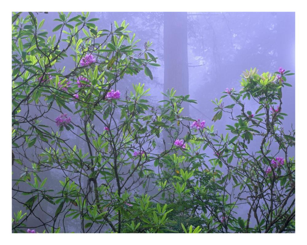 Pacific Rhododendrons in redwood forest interior, Del Norte Coast, Redwood National Park, California-Paper Art-26"x20"