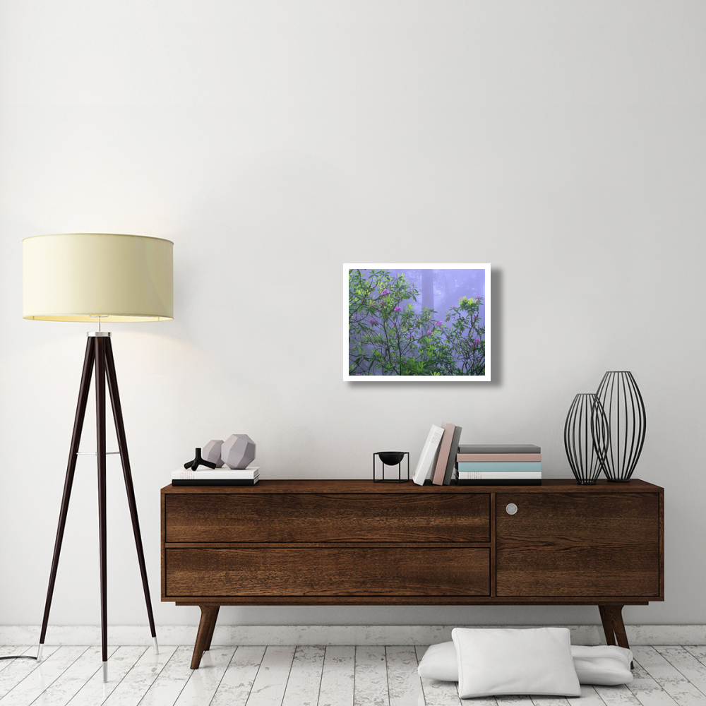 Pacific Rhododendrons in redwood forest interior, Del Norte Coast, Redwood National Park, California-Paper Art-26&quotx20"