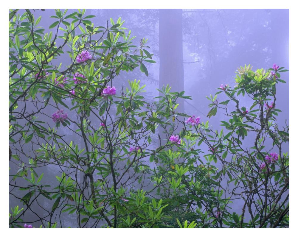 Pacific Rhododendrons in redwood forest interior, Del Norte Coast, Redwood National Park, California-Paper Art-34"x26"