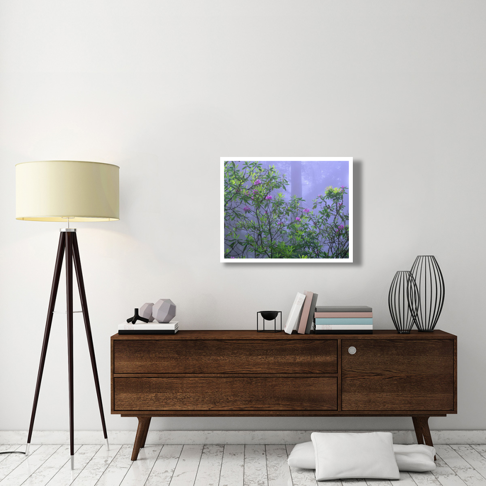 Pacific Rhododendrons in redwood forest interior, Del Norte Coast, Redwood National Park, California-Paper Art-34&quotx26"