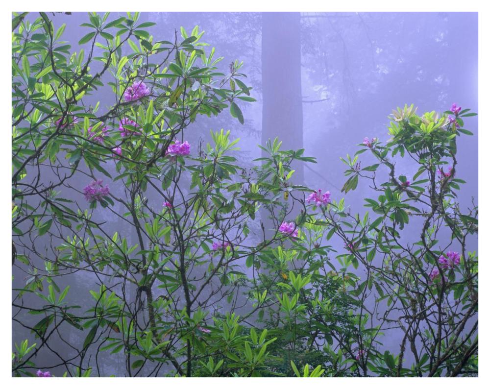 Pacific Rhododendrons in redwood forest interior, Del Norte Coast, Redwood National Park, California-Paper Art-42"x32"