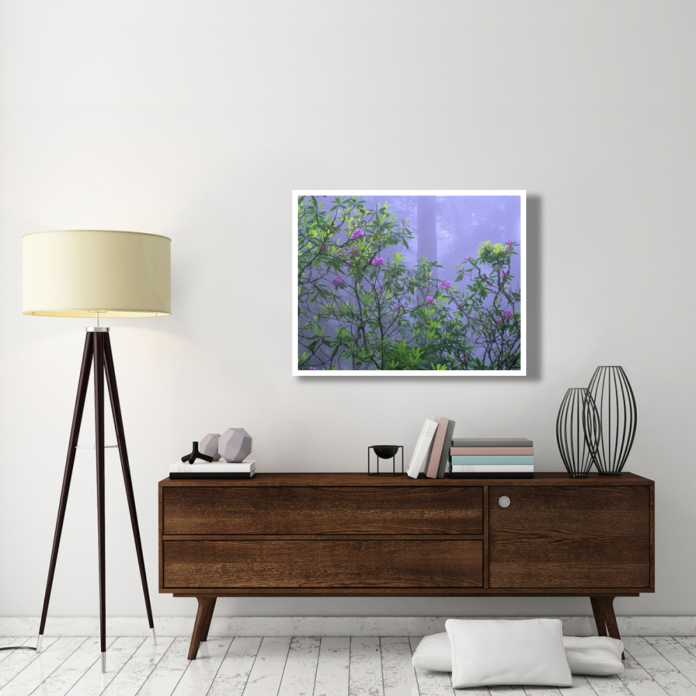 Pacific Rhododendrons in redwood forest interior, Del Norte Coast, Redwood National Park, California-Paper Art-42&quotx32"