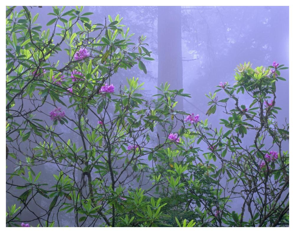 Pacific Rhododendrons in redwood forest interior, Del Norte Coast, Redwood National Park, California-Paper Art-50"x38"