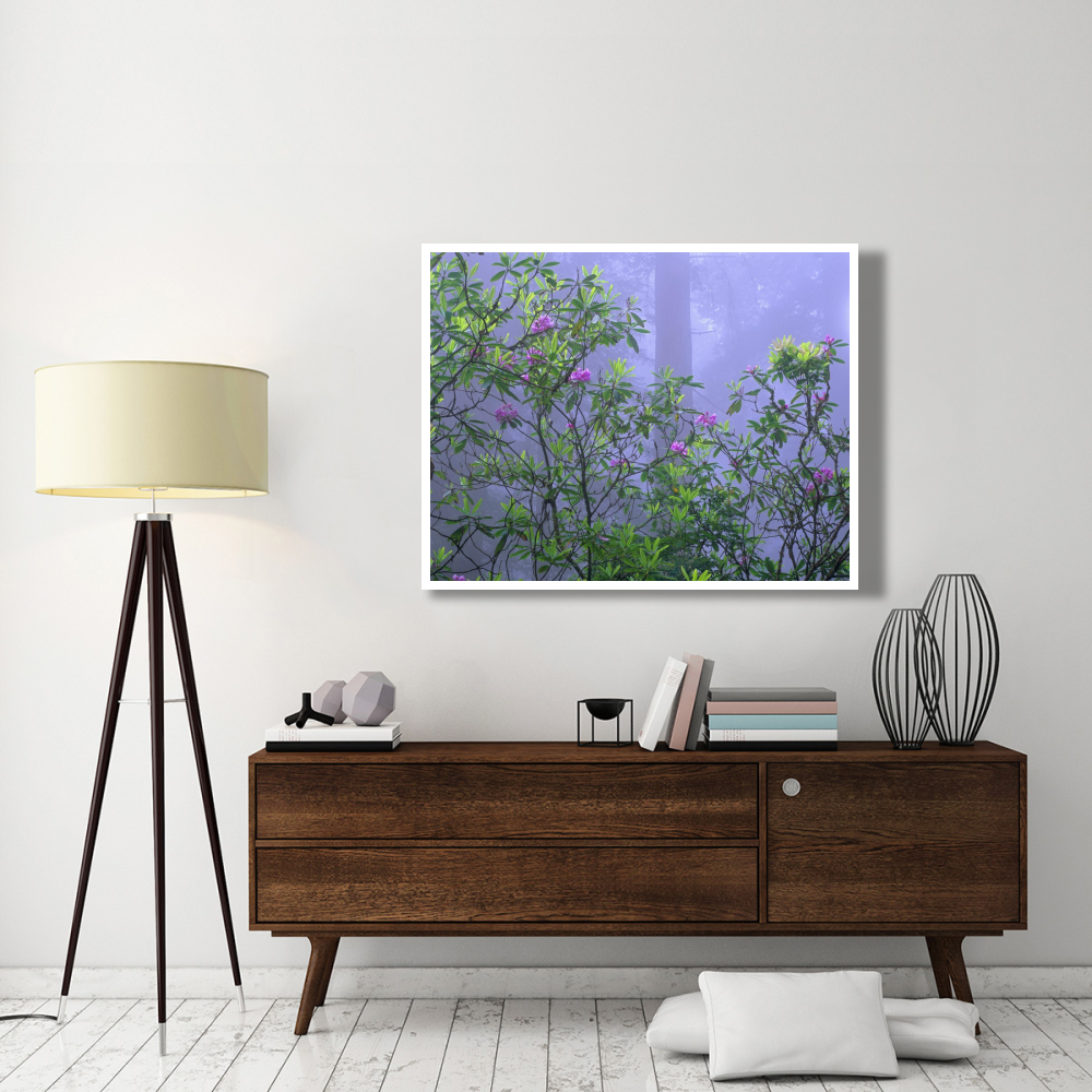 Pacific Rhododendrons in redwood forest interior, Del Norte Coast, Redwood National Park, California-Paper Art-50&quotx38"