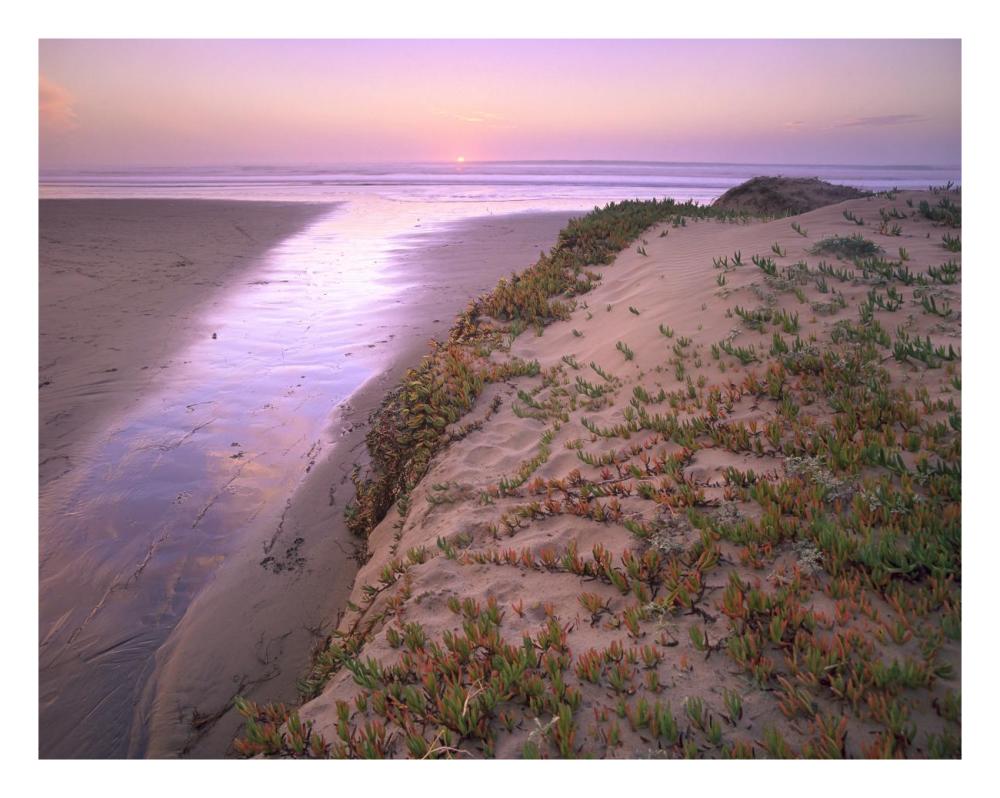 Hottentot Fig growing in beach sand, Morro Strand State Beach, California-Paper Art-26"x20"