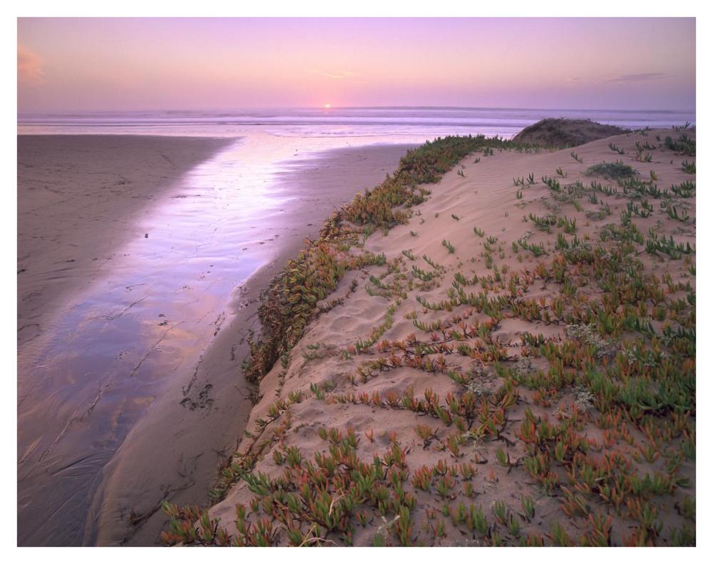 Hottentot Fig growing in beach sand, Morro Strand State Beach, California-Paper Art-42"x32"