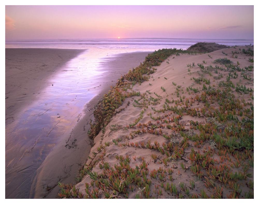 Hottentot Fig growing in beach sand, Morro Strand State Beach, California-Paper Art-50"x38"