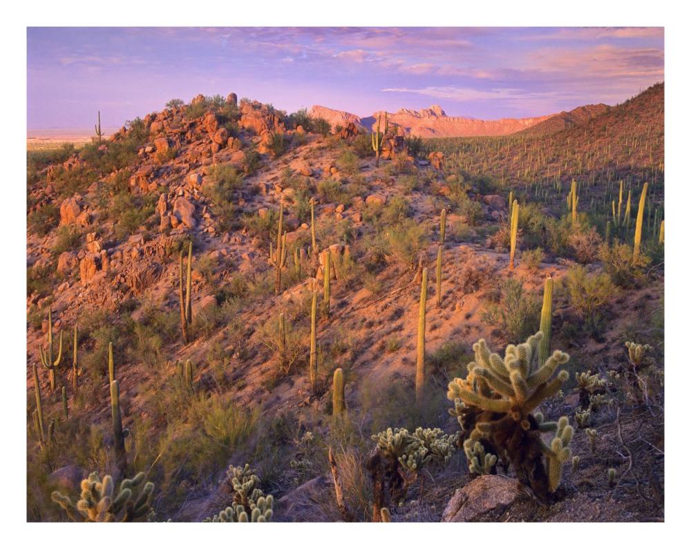 Panther and Safford Peaks covered with Saguaro and Teddybear Cholla, Saguaro National Park, Arizona-Paper Art-26"x20"