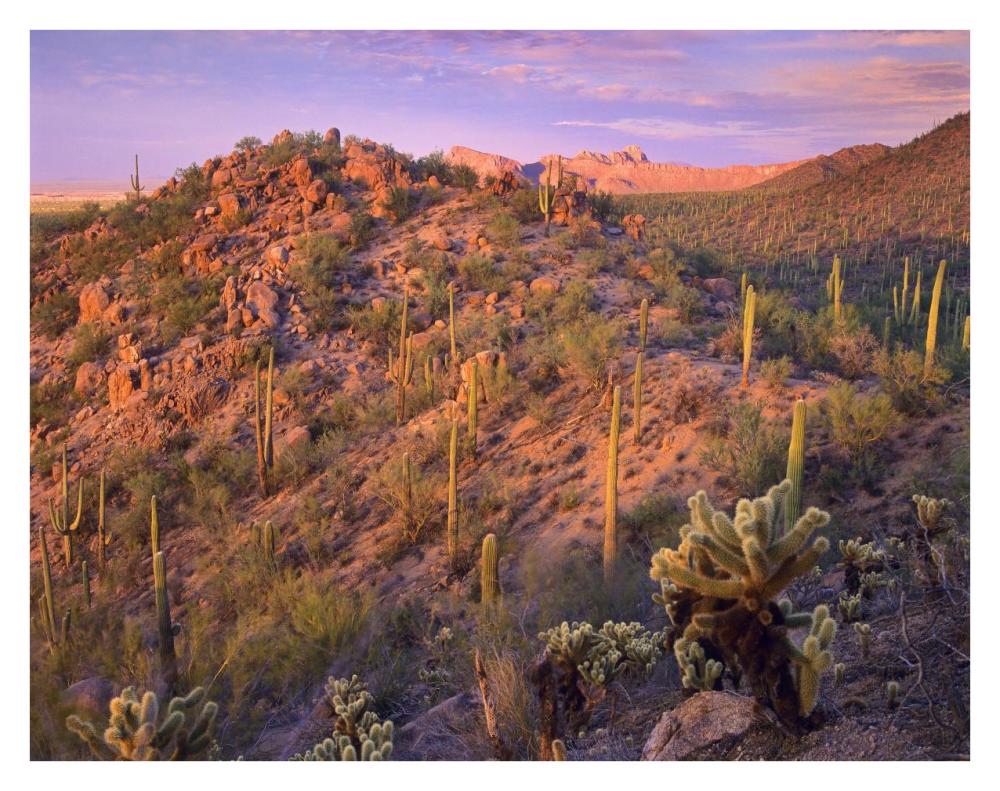 Panther and Safford Peaks covered with Saguaro and Teddybear Cholla, Saguaro National Park, Arizona-Paper Art-34"x26"
