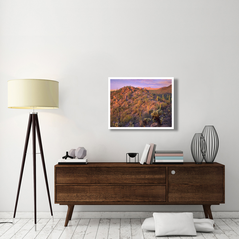 Panther and Safford Peaks covered with Saguaro and Teddybear Cholla, Saguaro National Park, Arizona-Paper Art-34&quotx26"