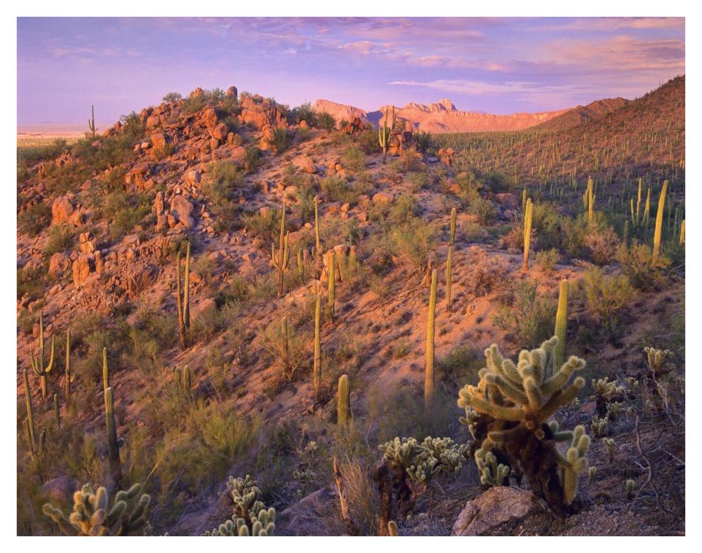 Panther and Safford Peaks covered with Saguaro and Teddybear Cholla, Saguaro National Park, Arizona-Paper Art-42"x32"