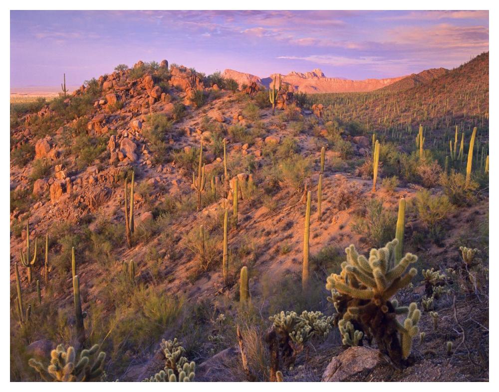 Panther and Safford Peaks covered with Saguaro and Teddybear Cholla, Saguaro National Park, Arizona-Paper Art-50"x38"