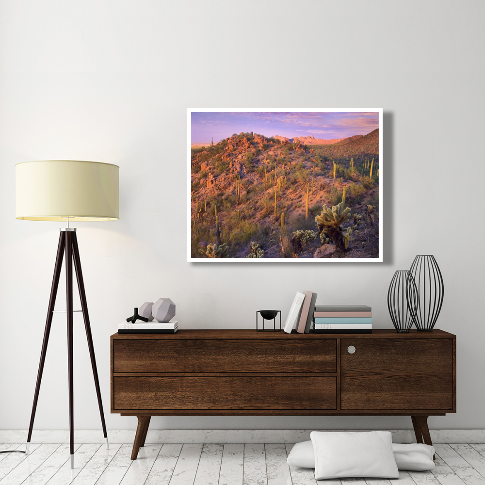 Panther and Safford Peaks covered with Saguaro and Teddybear Cholla, Saguaro National Park, Arizona-Paper Art-50&quotx38"
