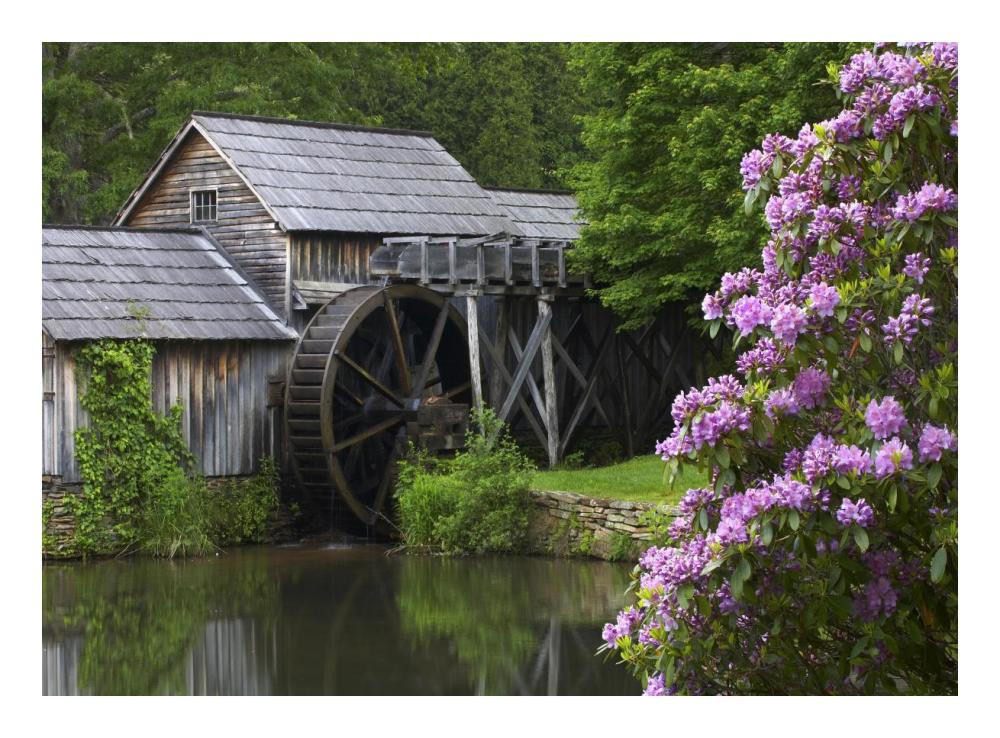 Rhododendron blossoming at Mabry Mill, Blue Ridge Parkway, Virginia-Paper Art-24"x17.62"