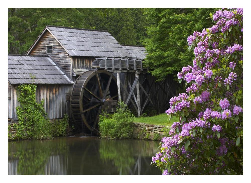Rhododendron blossoming at Mabry Mill, Blue Ridge Parkway, Virginia-Paper Art-32"x23.3"