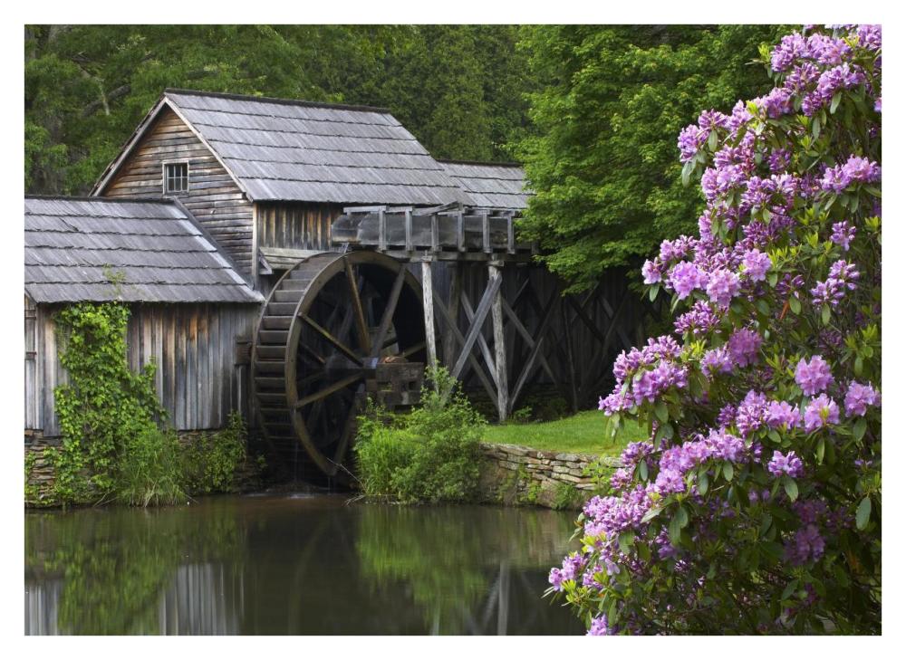 Rhododendron blossoming at Mabry Mill, Blue Ridge Parkway, Virginia-Paper Art-38"x27.56"