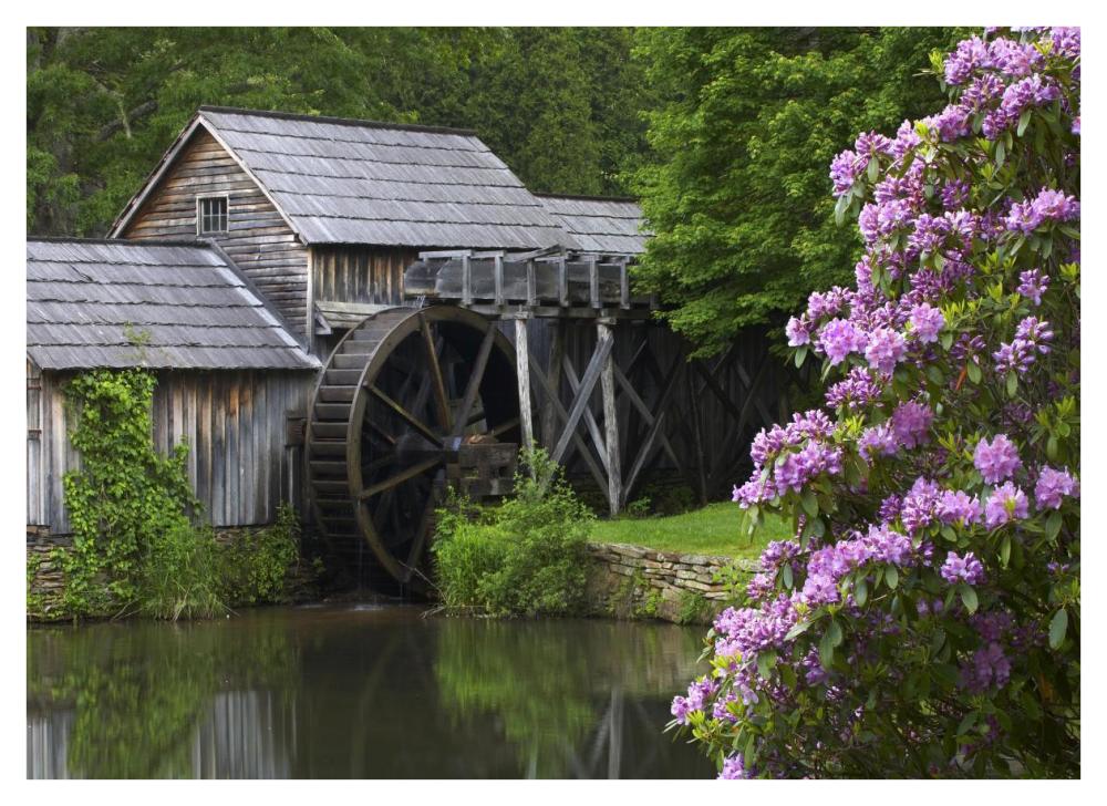 Rhododendron blossoming at Mabry Mill, Blue Ridge Parkway, Virginia-Paper Art-42"x30.4"