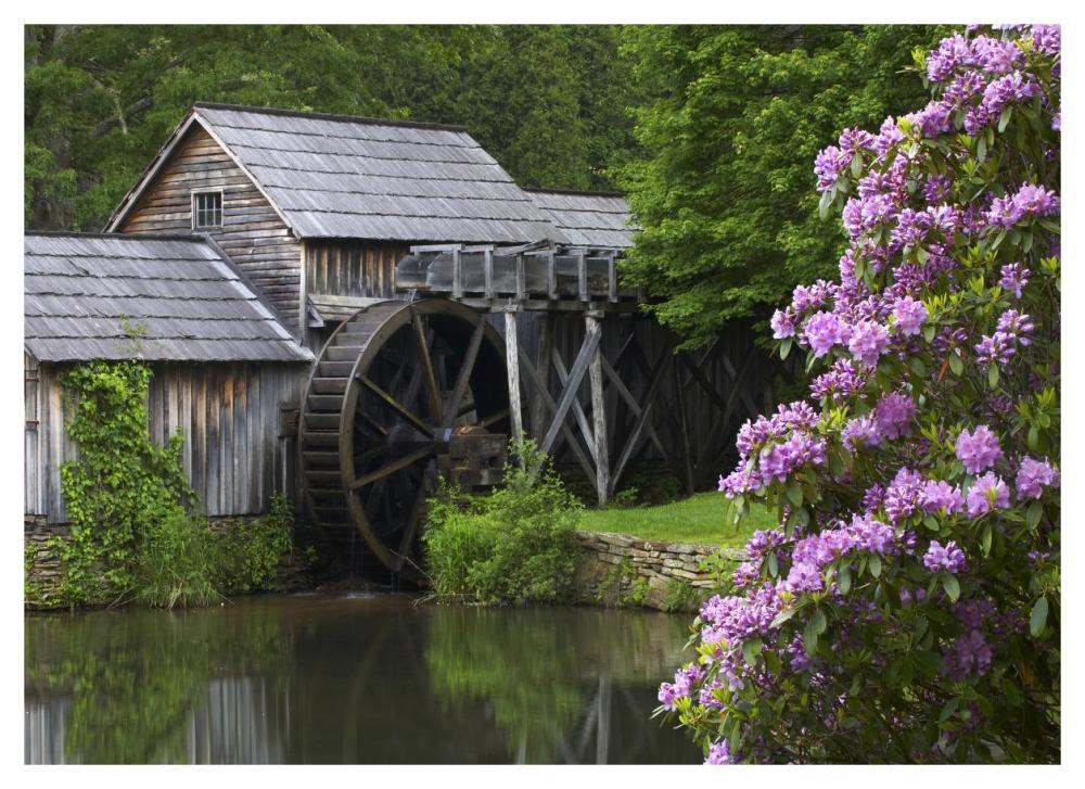 Rhododendron blossoming at Mabry Mill, Blue Ridge Parkway, Virginia-Paper Art-46"x33.24"