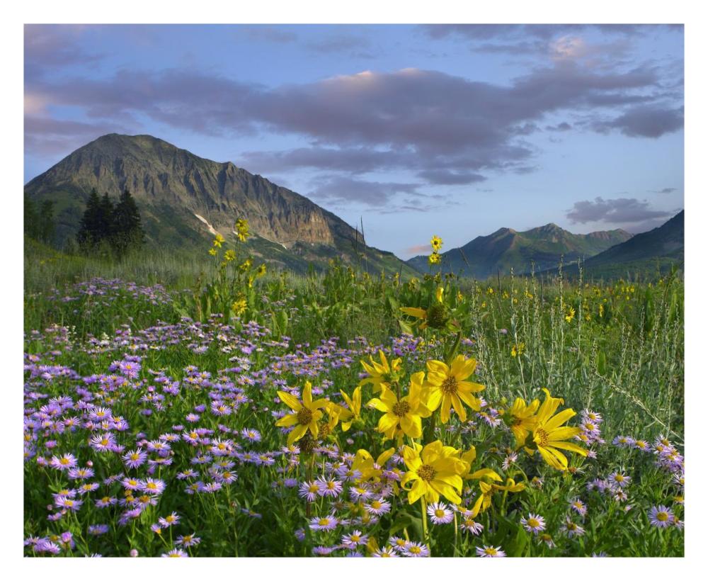Meadow of Orange Sneezeweed and Smooth Aster, Gothic Mountain in distance, Colorado-Paper Art-30"x24"