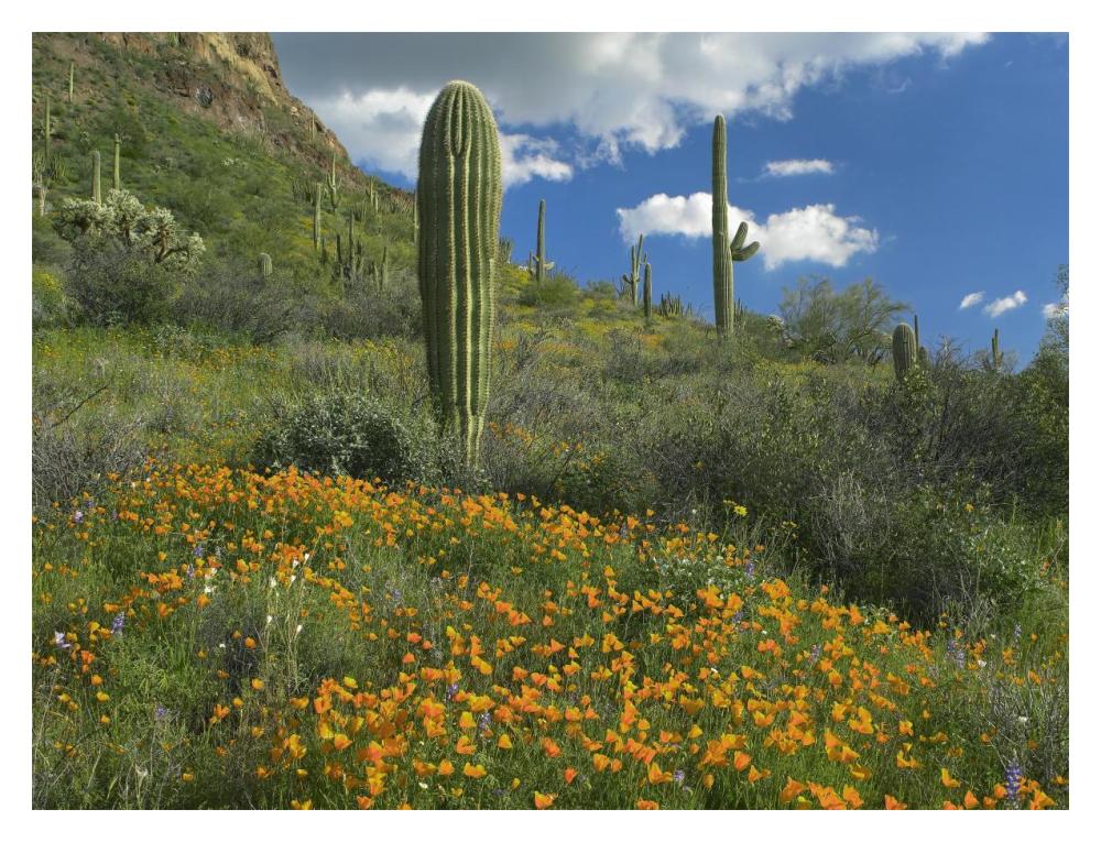 California Poppy and Saguaro cacti, Organ Pipe Cactus National Monument, Arizona-Paper Art-18"x14"