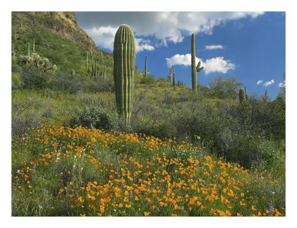 California Poppy and Saguaro cacti, Organ Pipe Cactus National Monument, Arizona-Paper Art-26"x20"