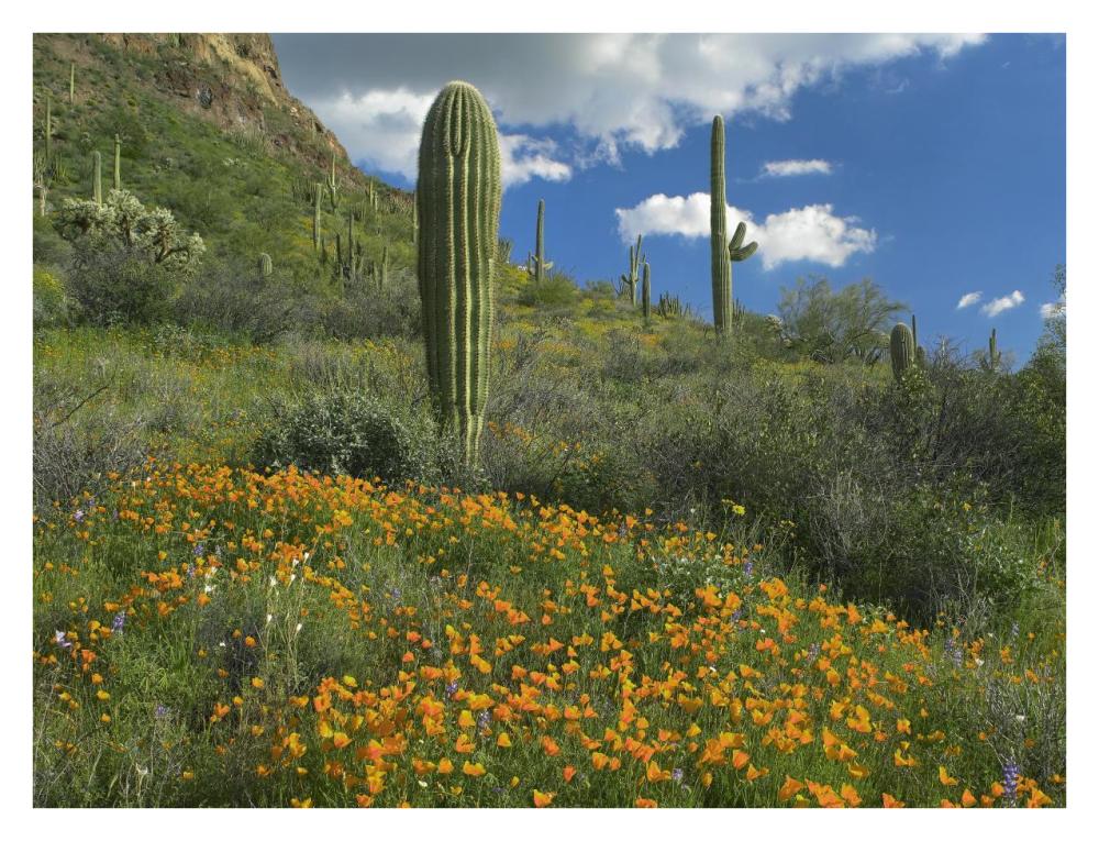 California Poppy and Saguaro cacti, Organ Pipe Cactus National Monument, Arizona-Paper Art-34"x26"