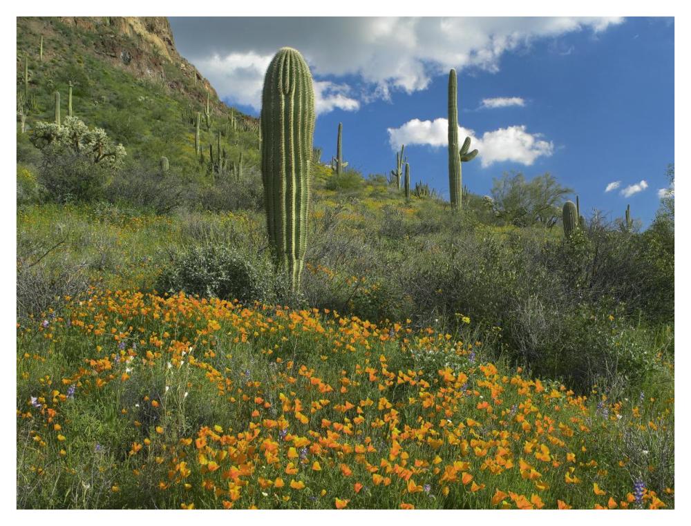 California Poppy and Saguaro cacti, Organ Pipe Cactus National Monument, Arizona-Paper Art-42"x32"