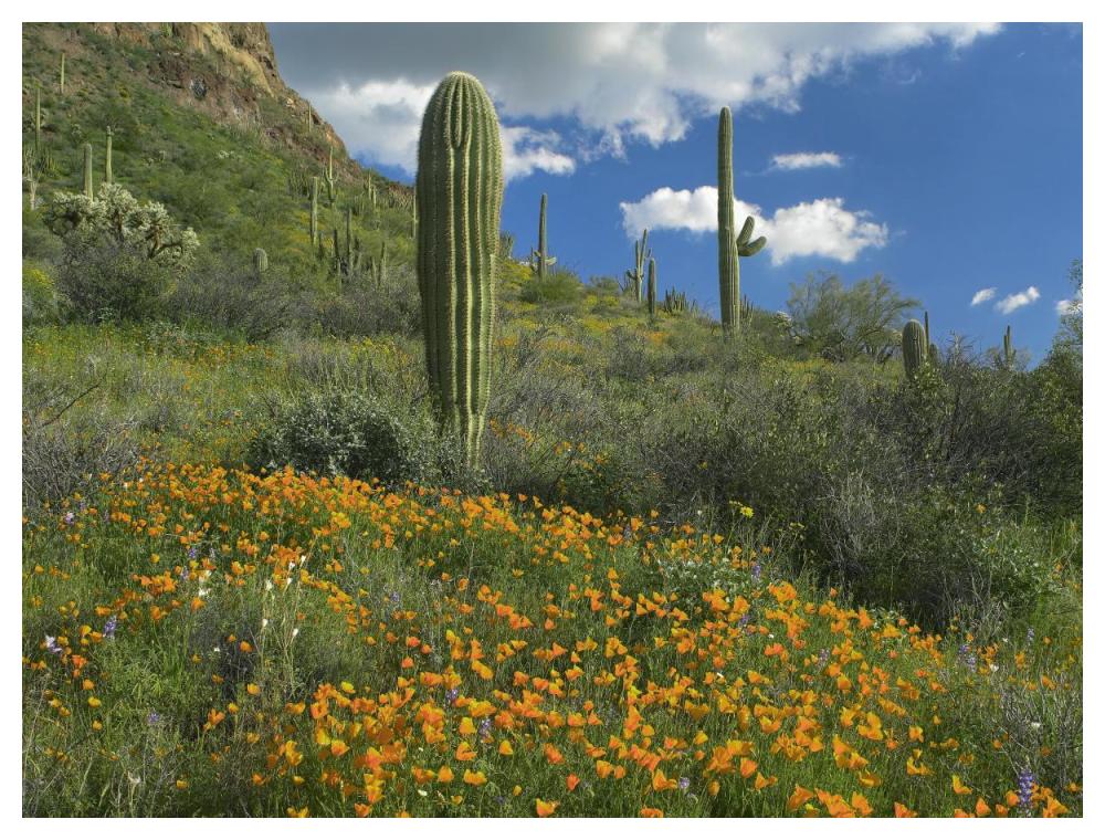 California Poppy and Saguaro cacti, Organ Pipe Cactus National Monument, Arizona-Paper Art-50"x38"