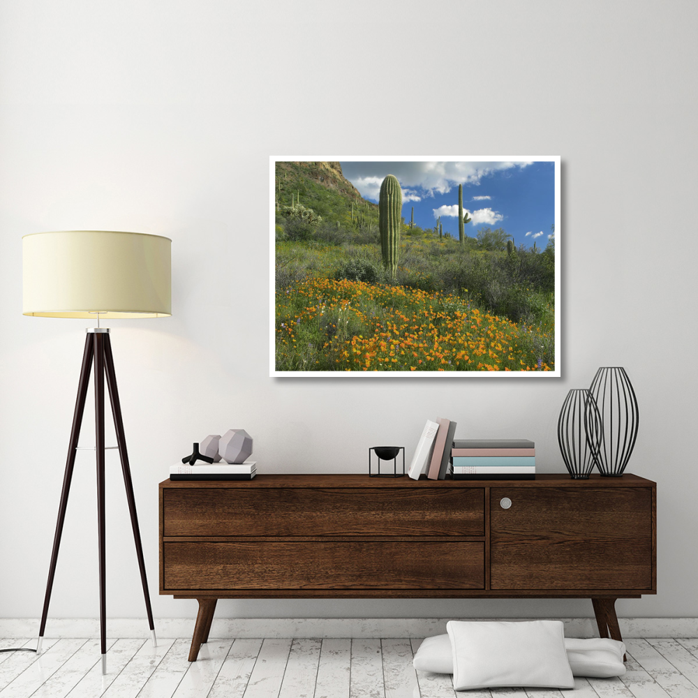 California Poppy and Saguaro cacti, Organ Pipe Cactus National Monument, Arizona-Paper Art-50&quotx38"