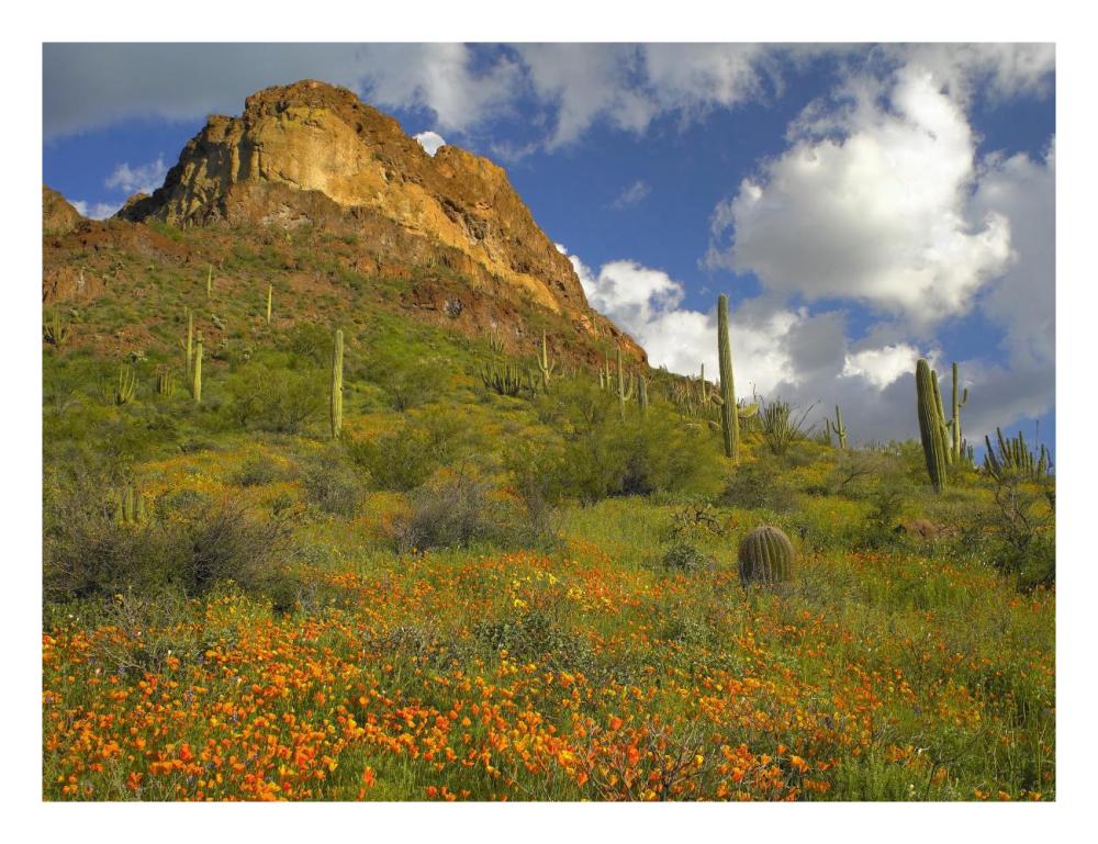 California Poppy and Saguaro cacti, Organ Pipe Cactus National Monument, Arizona-Paper Art-26"x20"