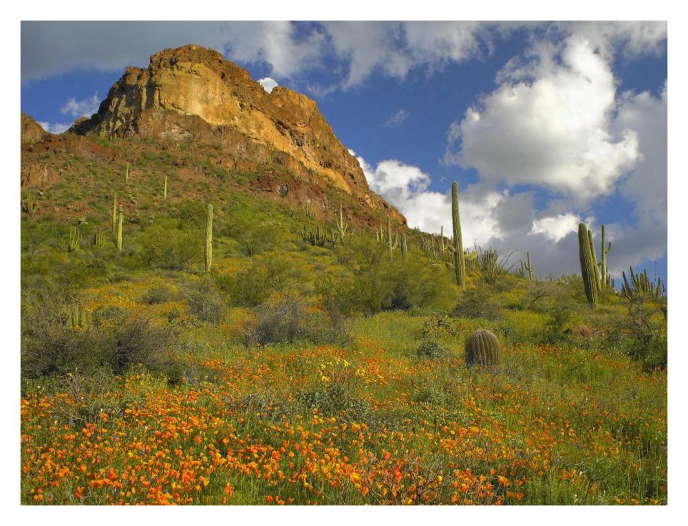 California Poppy and Saguaro cacti, Organ Pipe Cactus National Monument, Arizona-Paper Art-34"x26"